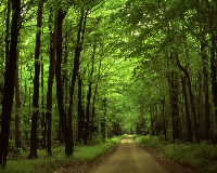 nature of forest 自然を守りましょう。