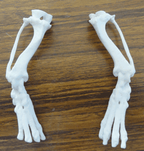 犬の後ろ足を3D造形