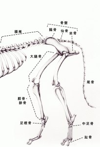犬の後部骨格