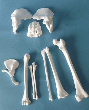 3D造形、人体骨11パーツ